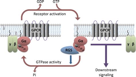 G protein